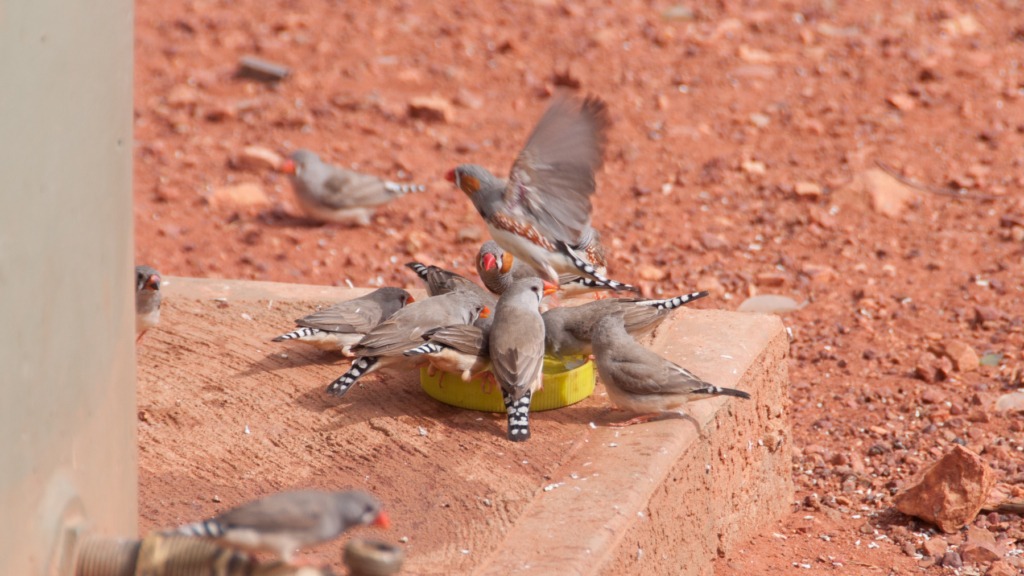 Tanami Track Birds