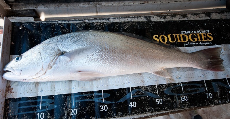 Mulloway on a Brag Mat